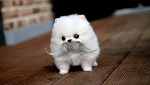 like-cute-dogs-and-mustaches-11915-1300257985-45