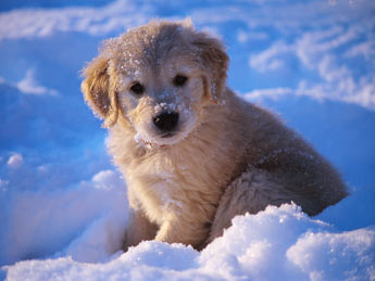 snow-puppy-345kgs11910